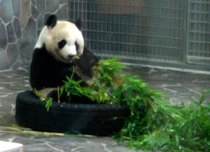 2011パンダ.JPG